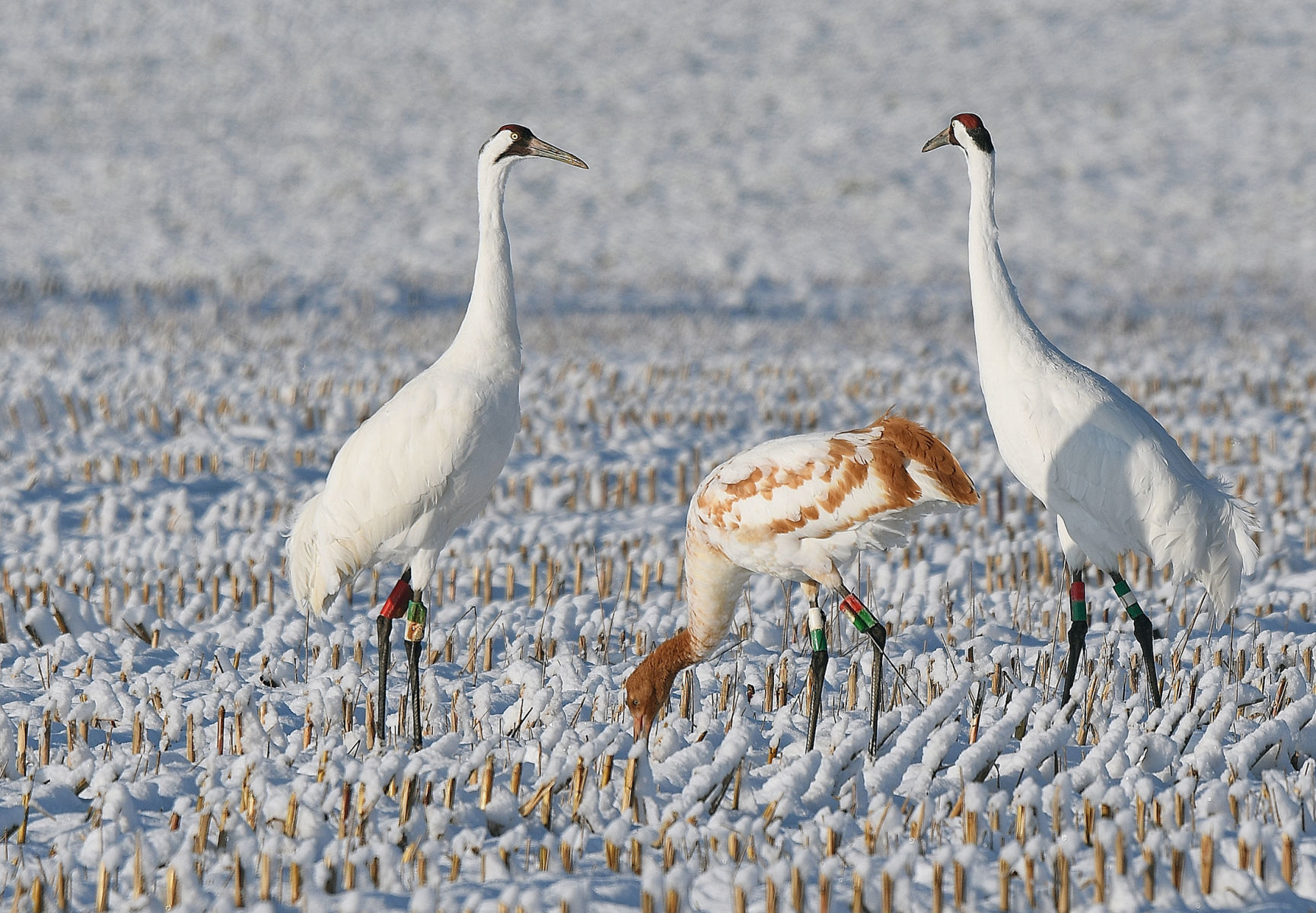 112119-bara-news-cranes-02